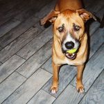 brown dog holding a tennis ball in its mouth indoors