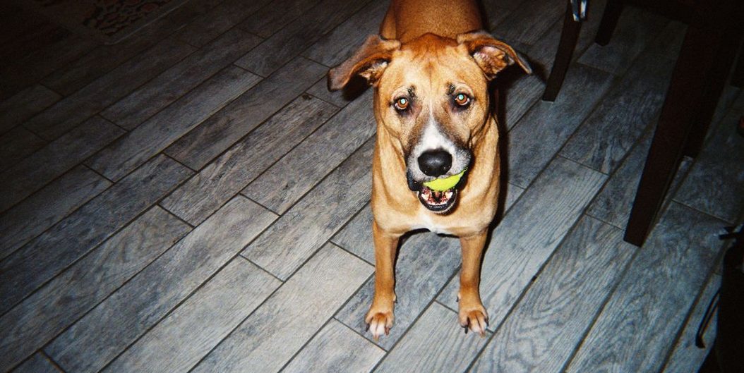 brown dog holding a tennis ball in its mouth indoors