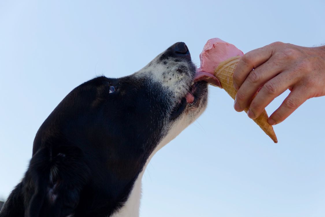 dog licking a treat held near its face