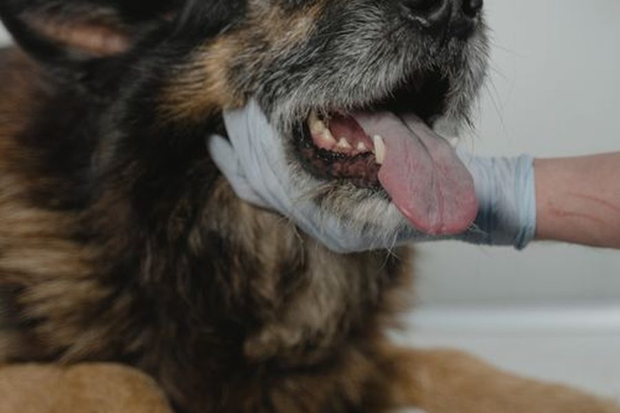 dog lying on a veterinary exam table while its mouth is checked