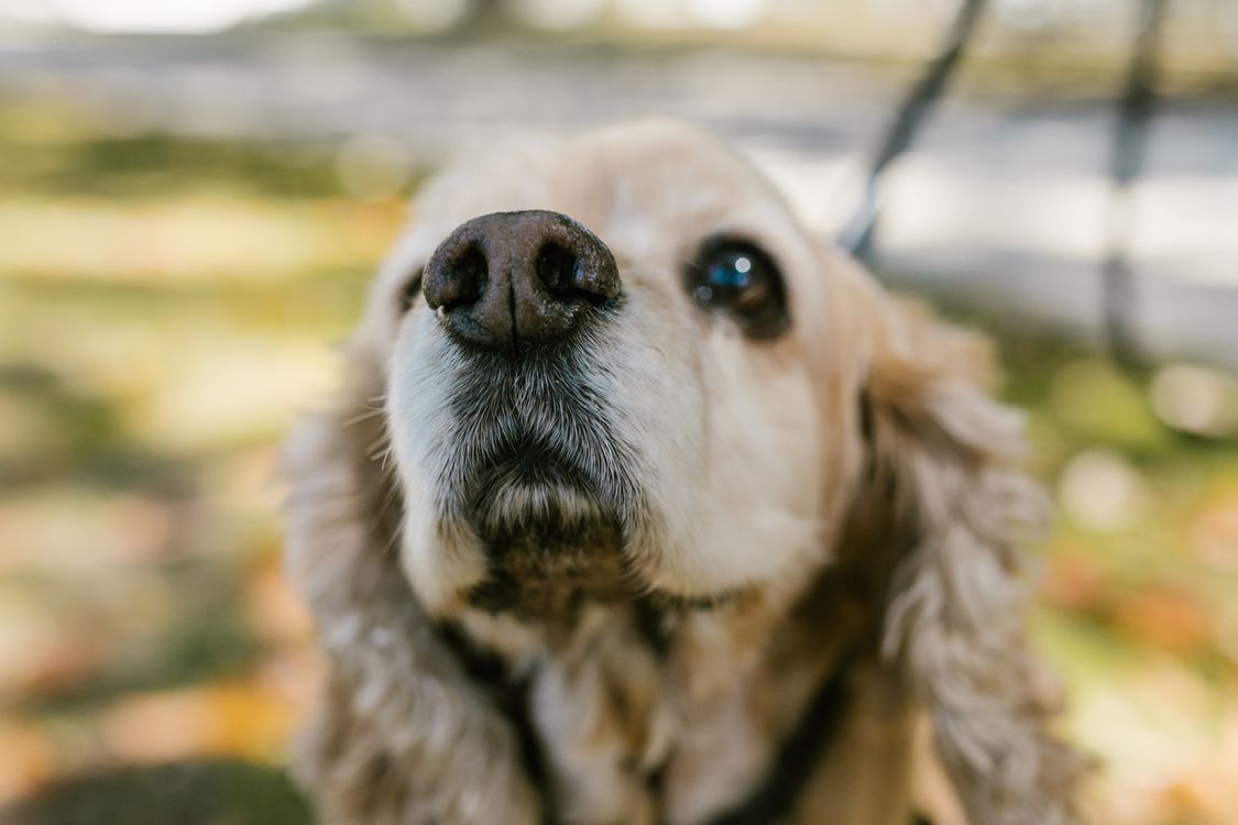 close up of a dog's nose
