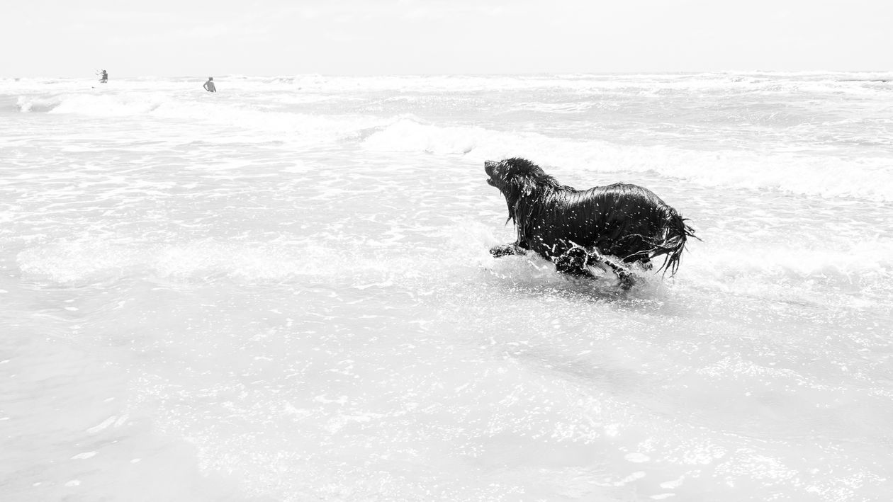 happy dog running through ocean waves on a sunny beach