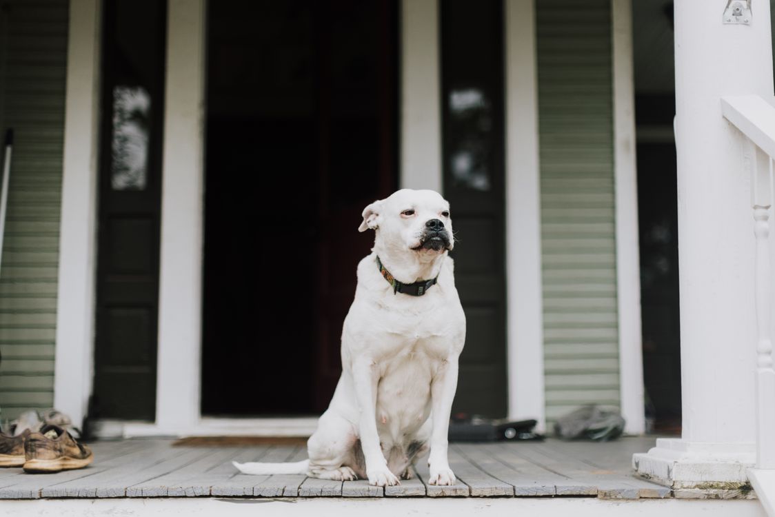 calm dog sitting on a wooden porch in front of an open door