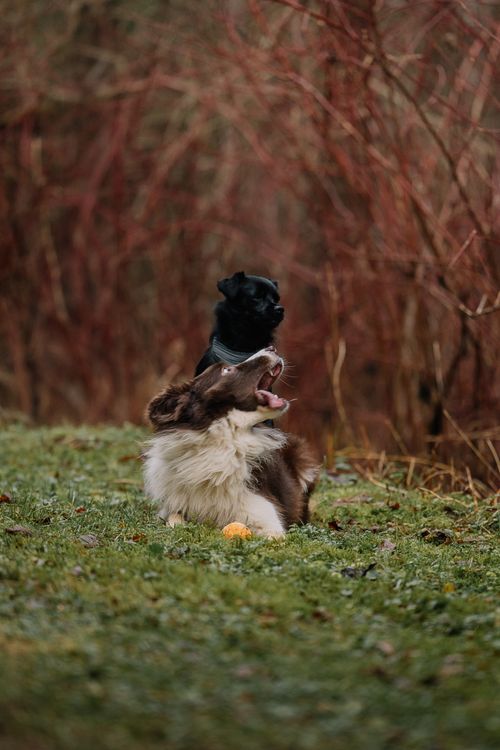 Two dogs playing on a grassy field
