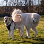 Two dogs playing together in a sunny park