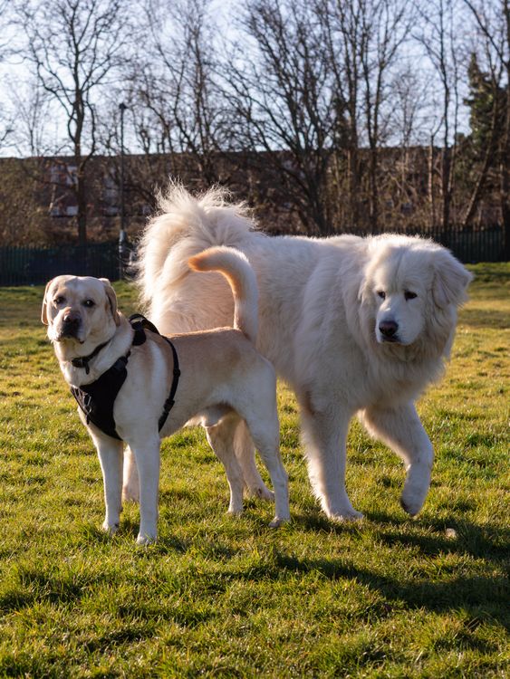 Two dogs playing together in a sunny park