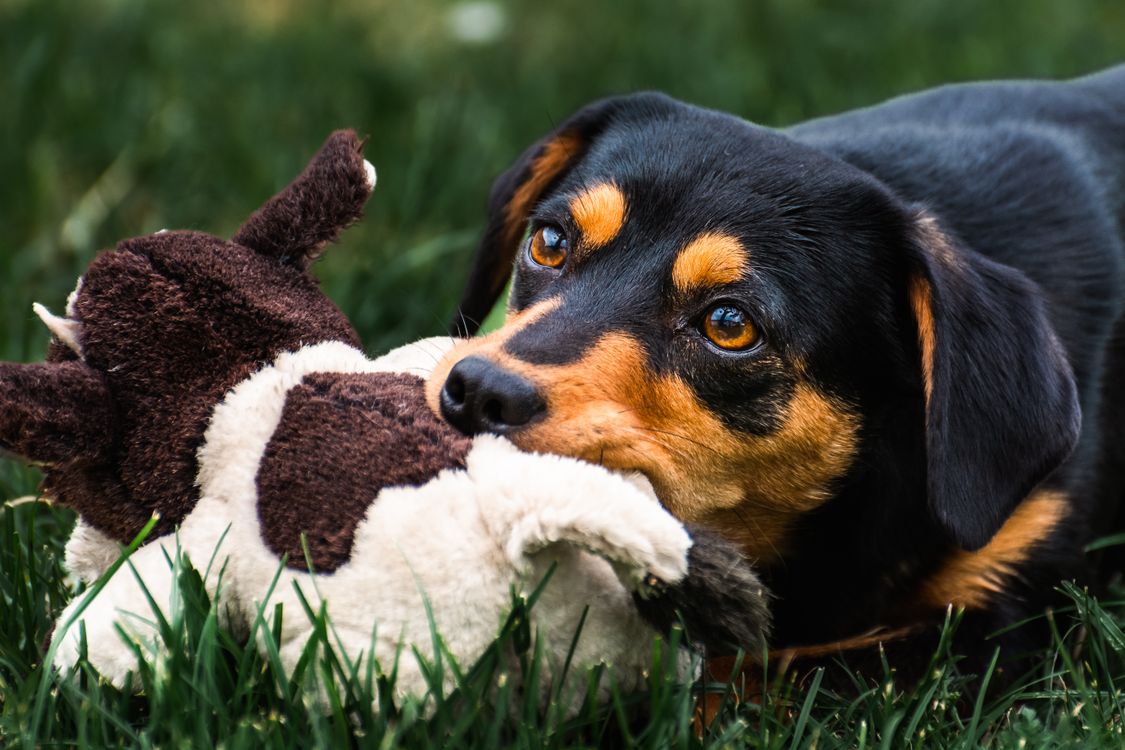 A playful dog carrying a toy across a green lawn.
