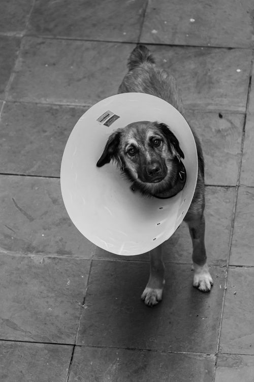 dog wearing a medical cone after treatment