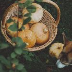 dog sniffing a basket of fall fruit on green grass