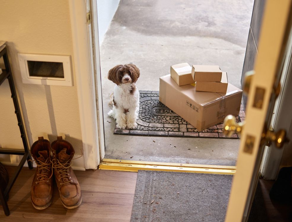 A dog sitting on a doormat beside cardboard delivery boxes left at the front door.