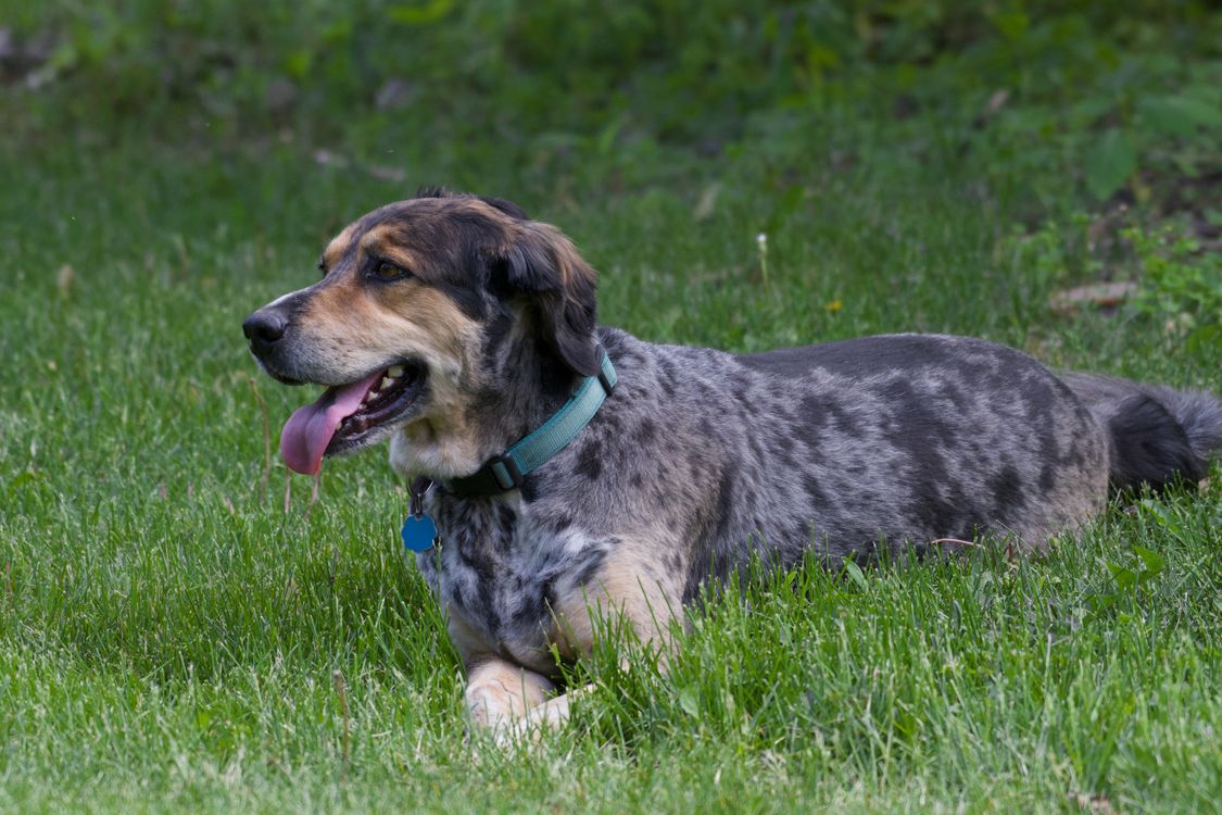 spotted dog relaxing in tall green grass outdoors