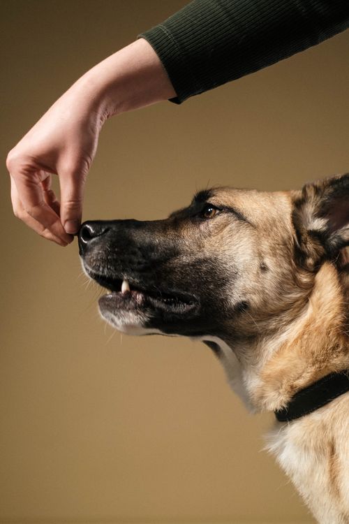 dog following a hand signal during a training session