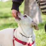A dog taking a treat from its owner's hand during outdoor training