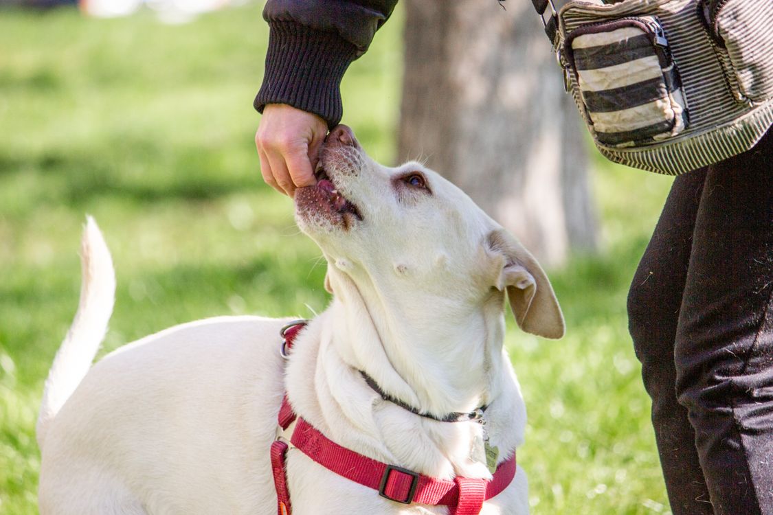 A dog taking a treat from its owner's hand during outdoor training