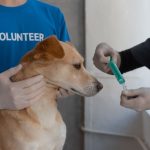 veterinarian preparing a vaccine for a dog at a clinic