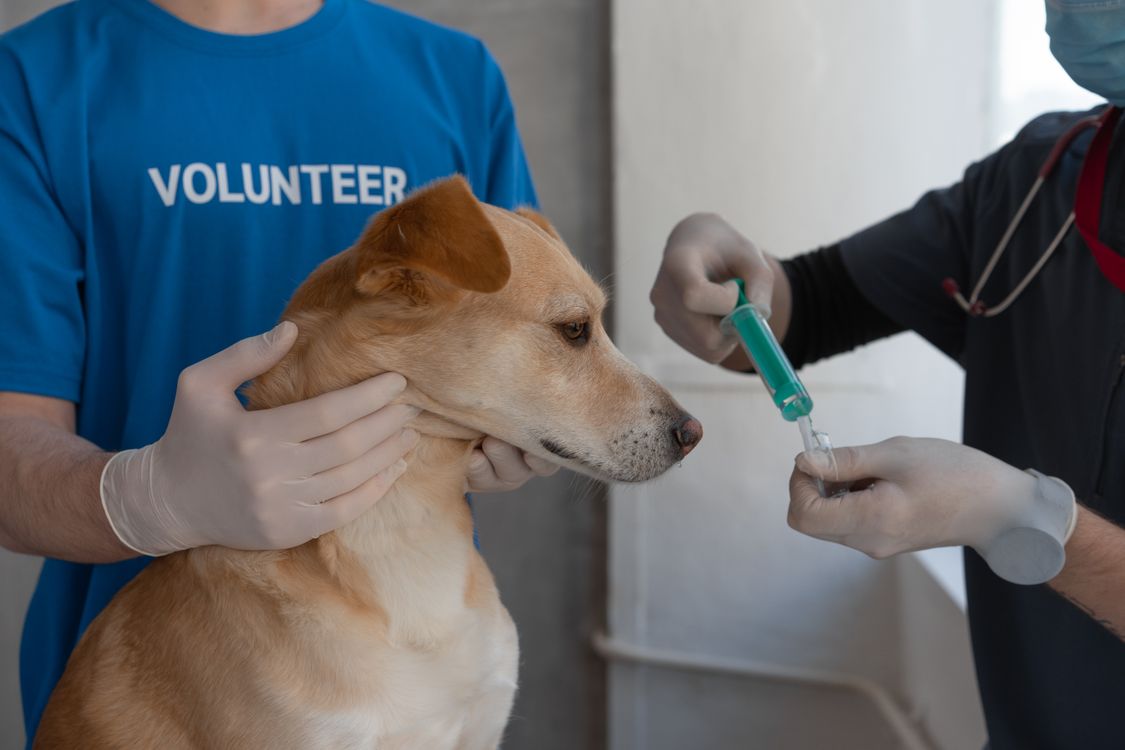 veterinarian preparing a vaccine for a dog at a clinic