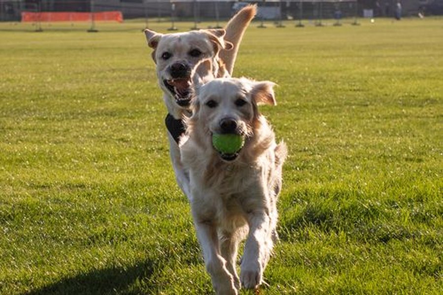 two golden retrievers running with a tennis ball in a park