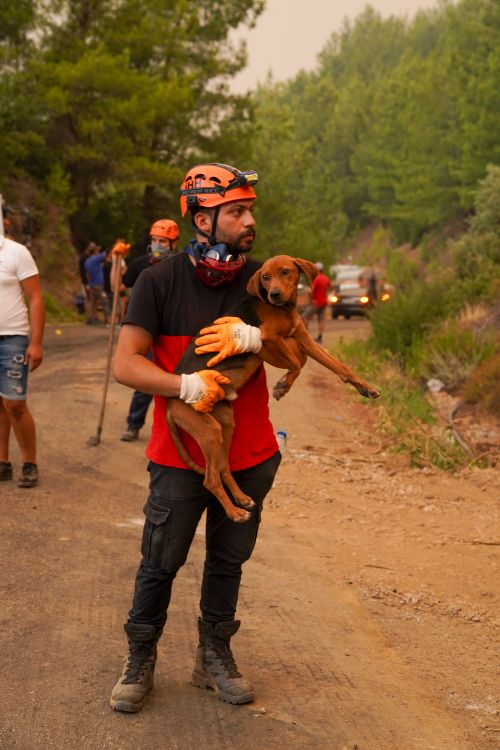 firefighter carrying a dog rescued from a house fire