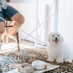 small fluffy white dog sitting patiently next to food bowls, waiting for permission to eat