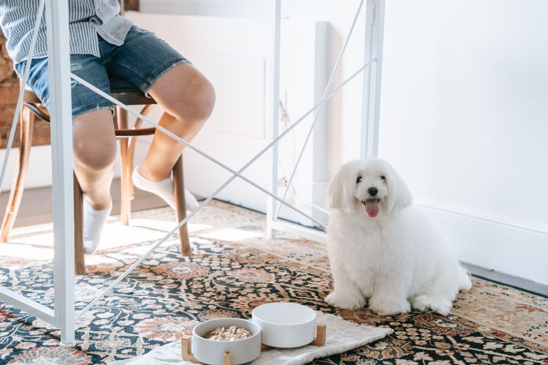 small fluffy white dog sitting patiently next to food bowls, waiting for permission to eat