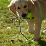 golden retriever puppy holding a toy in a sunny garden