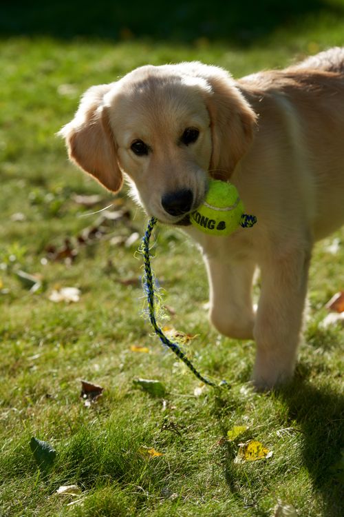 golden retriever puppy holding a toy in a sunny garden