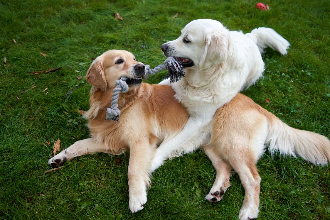 two golden retrievers playing tug of war on green grass