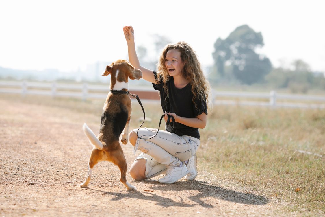 owner raising a hand to give a dog a visual training cue