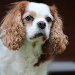 Close-up of a Cavalier King Charles Spaniel, a breed commonly affected by mitral valve disease