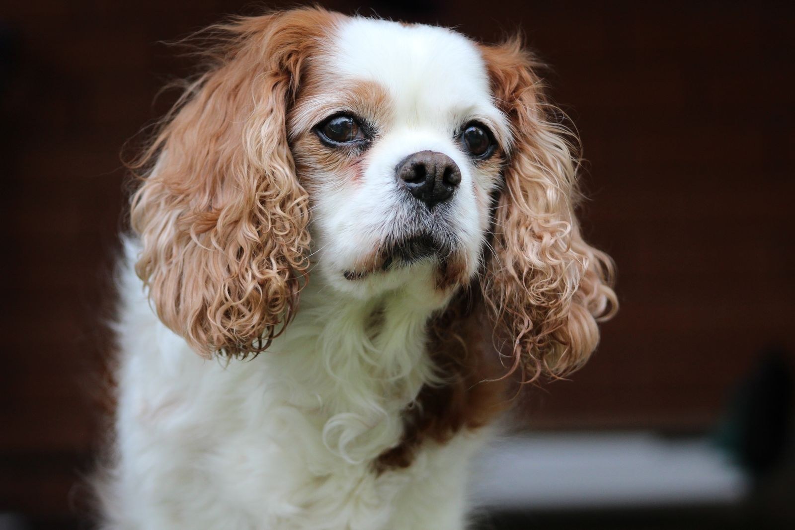 Close-up of a Cavalier King Charles Spaniel, a breed commonly affected by mitral valve disease
