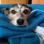 small dog curled up asleep inside a cozy blue blanket
