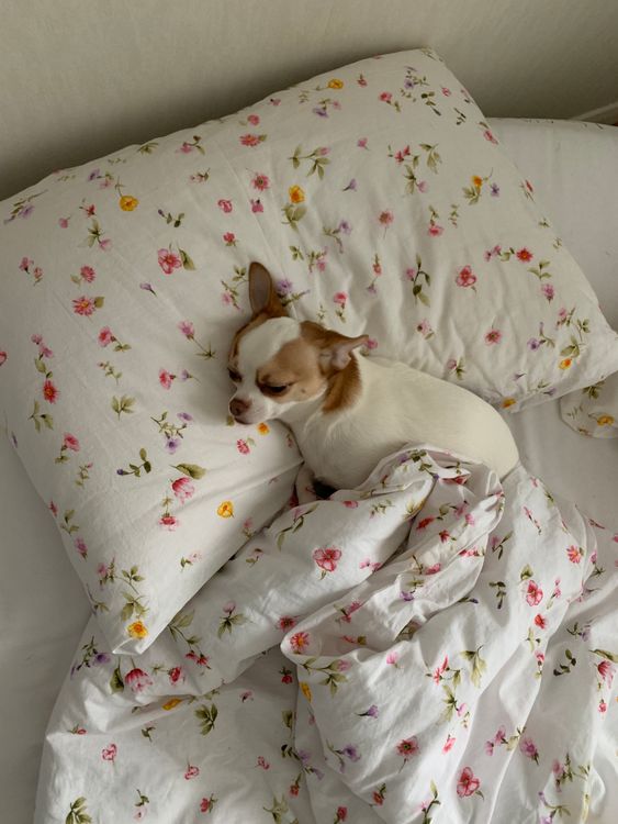 senior dog sleeping on a soft bed indoors