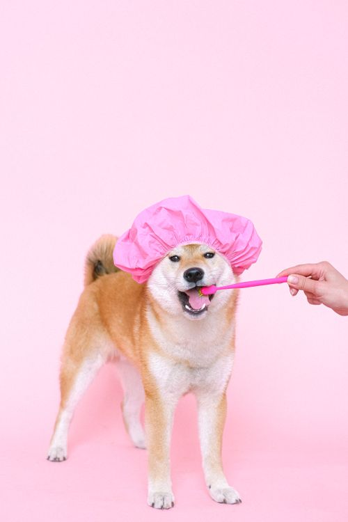 A dog sitting still while its teeth are brushed at home with a toothbrush