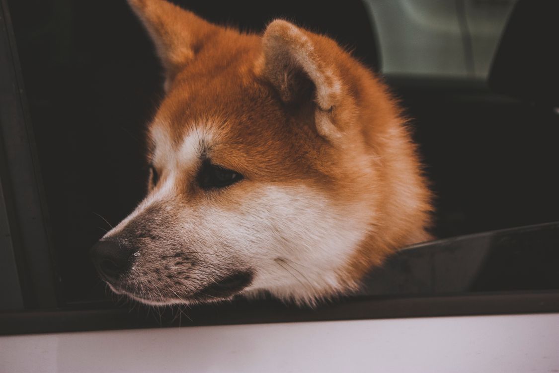 Akita Inu looking out of a car window