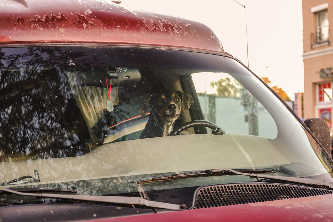 Dog sitting behind the steering wheel of a parked vintage car