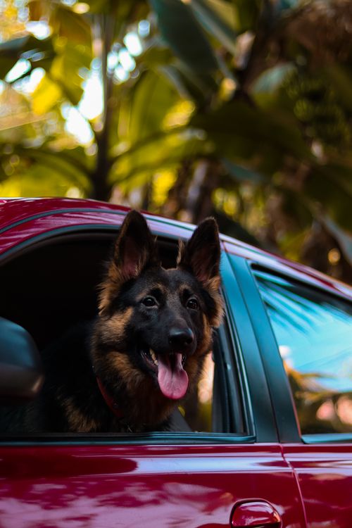 German Shepherd looking out of a car window with a joyful expression