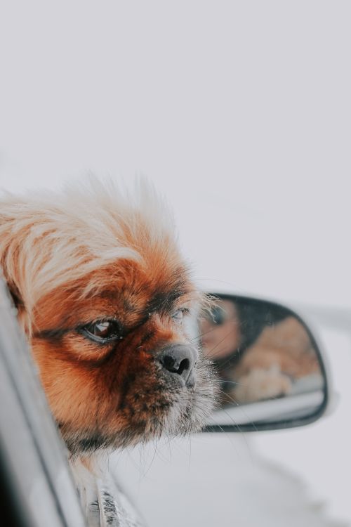 Pekingese dog looking out of a car window, reflected in the side mirror