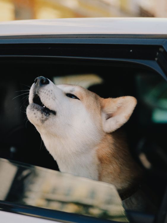 Shiba Inu leaning out of a car window during a ride