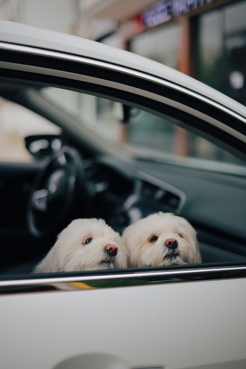 two small fluffy dogs sticking their heads out of a car window