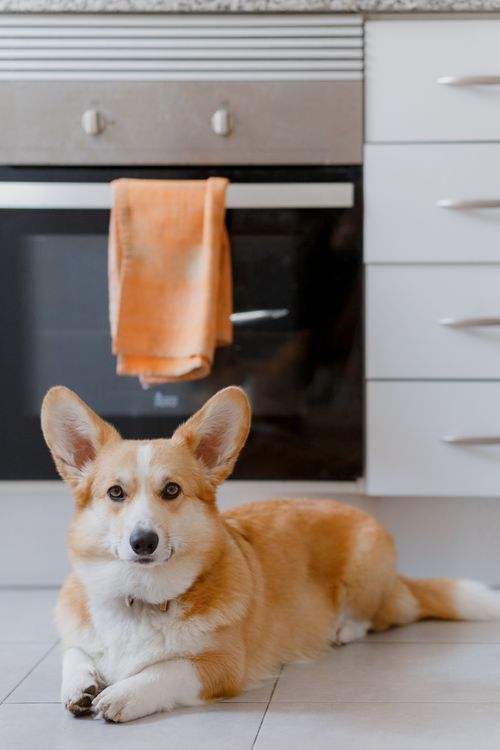 corgi lying on a kitchen floor near wooden cabinets waiting to be fed