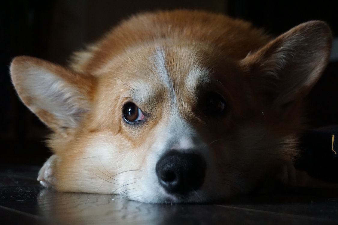 close up of a welsh corgi lying on the floor looking toward the camera