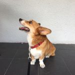 corgi mix sitting on a tiled floor looking up at its owner before dinner