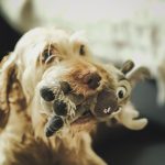 fluffy dog holding a plush toy in its mouth on the floor at home