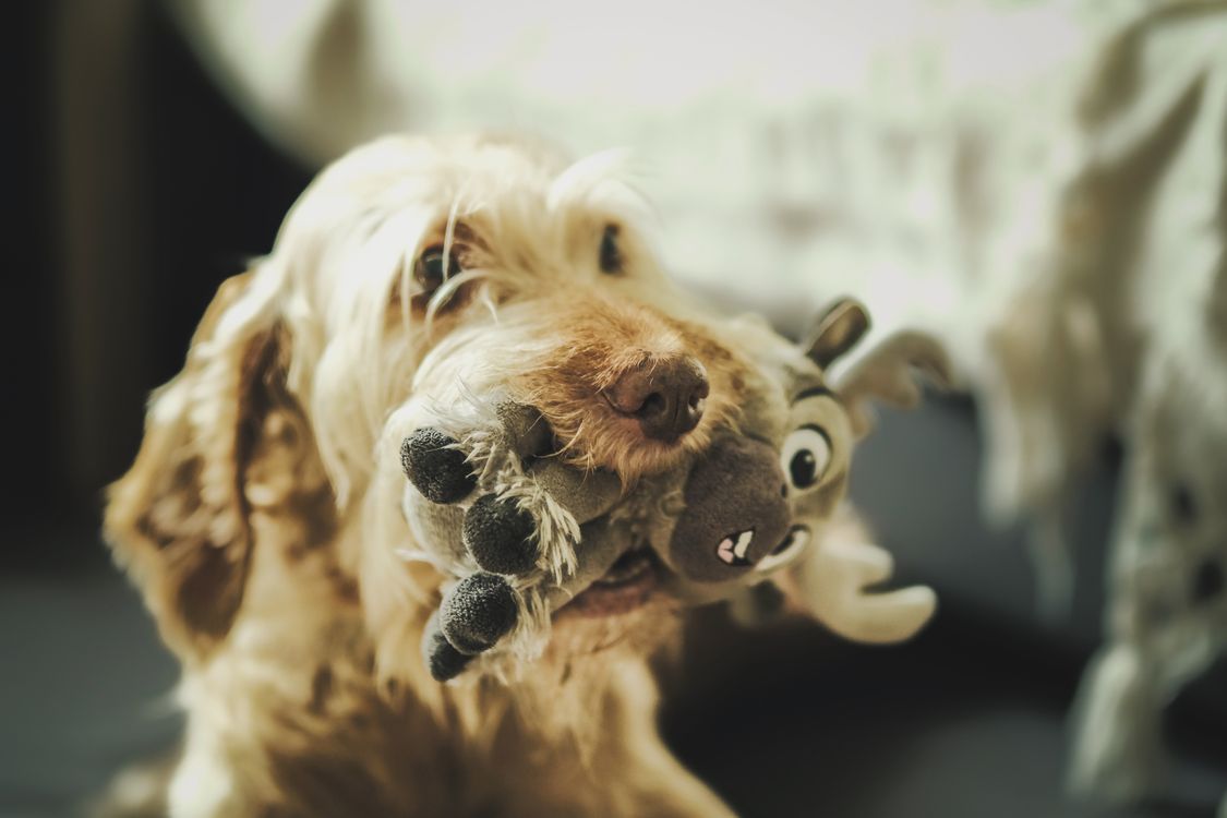 fluffy dog holding a plush toy in its mouth on the floor at home