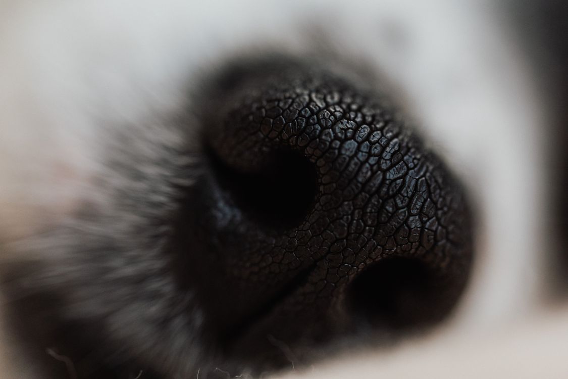 Close-up of a dog nose sniffing near the kitchen counter