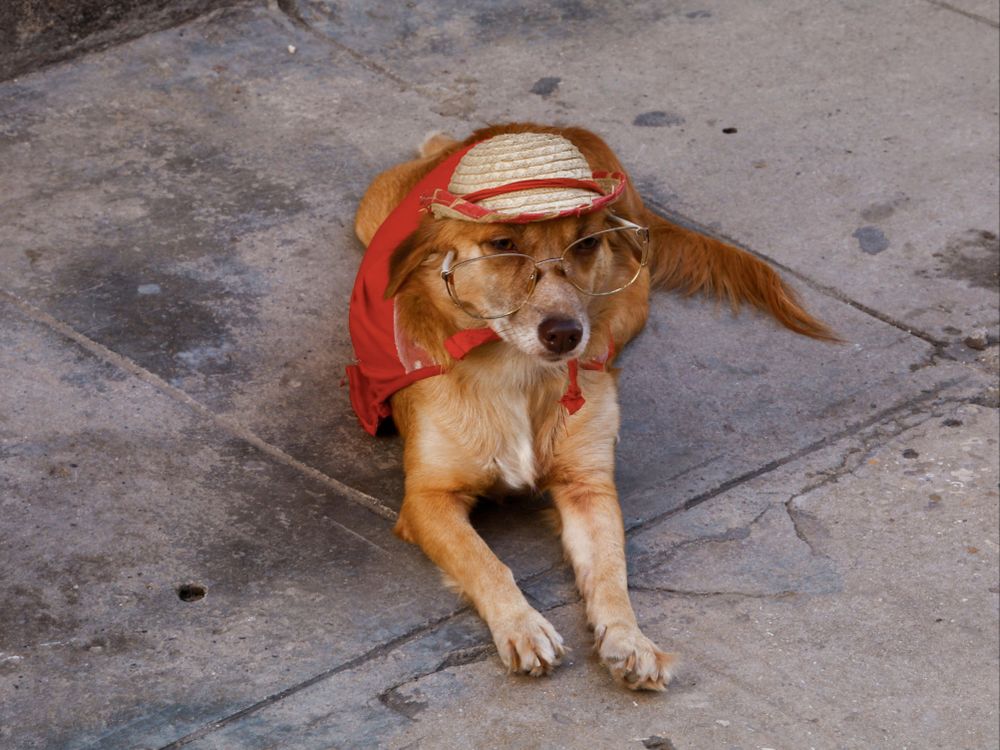dog in glasses and a hat lying on the street