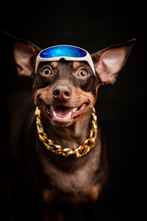dog wearing sunglasses and a gold chain against a dark background