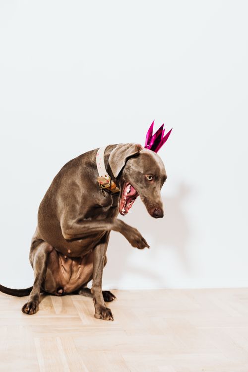 brown dog wearing a pink crown sitting indoors