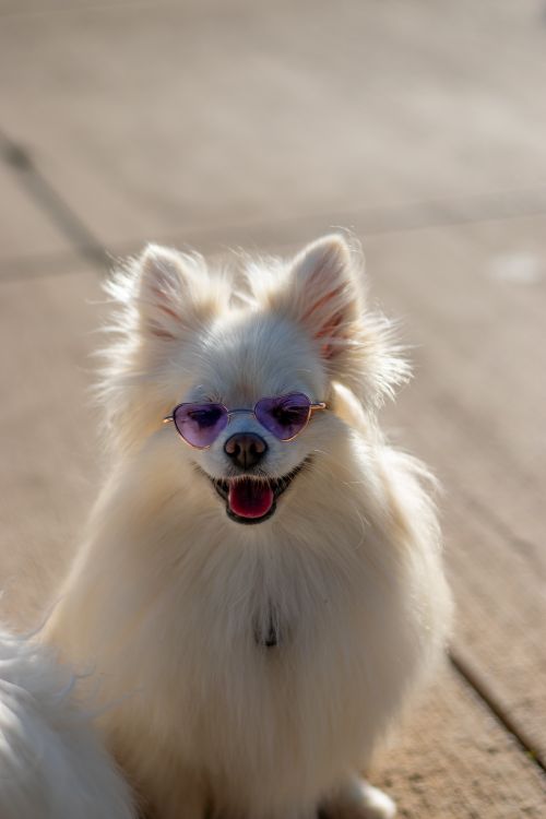 pomeranian in heart shaped sunglasses sitting outdoors on a sunny day