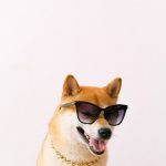 shiba inu wearing sunglasses and a gold chain in a studio portrait